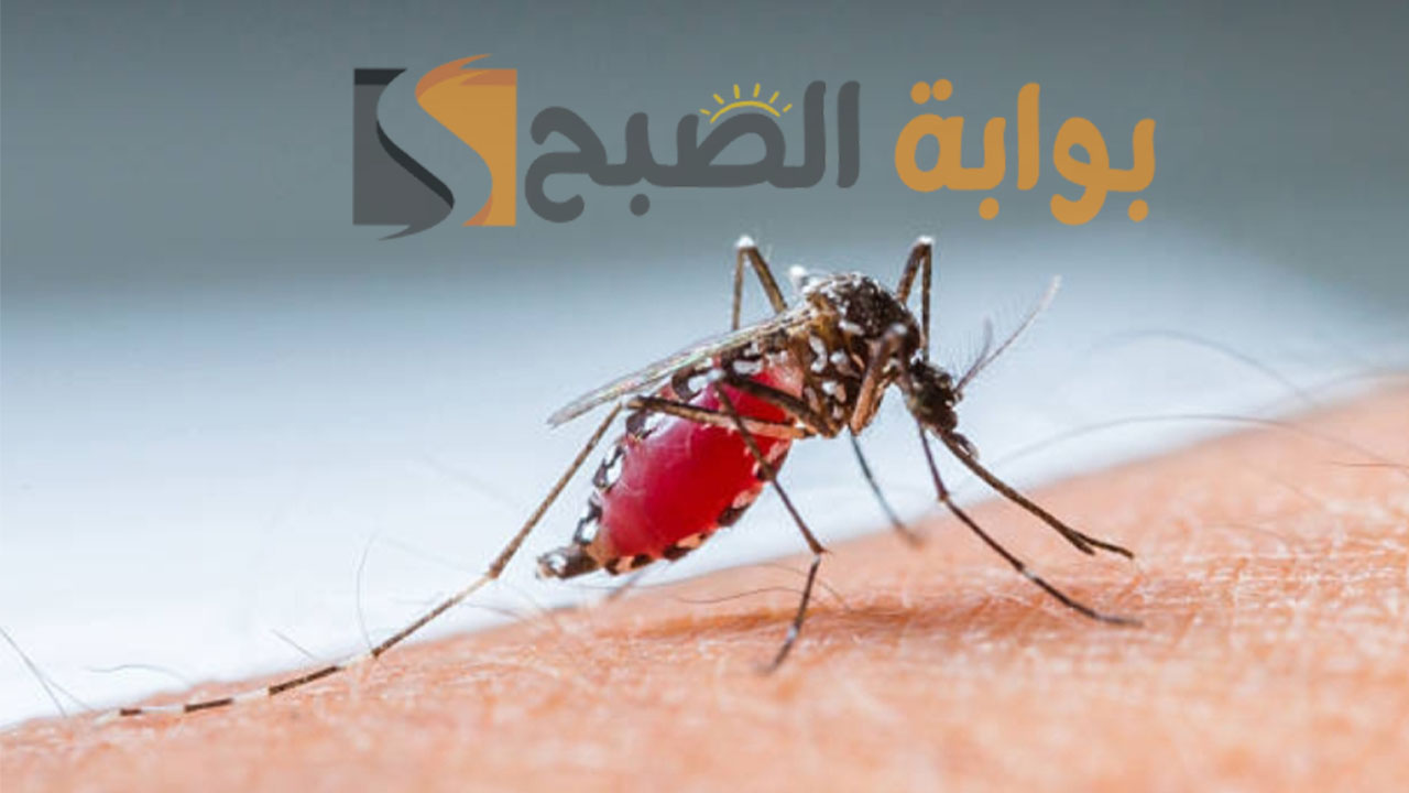 خطر انتشار حمى الضنك عالميًا 2024