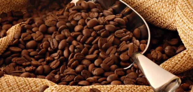 زراعة القهوة من البذور في المنزل