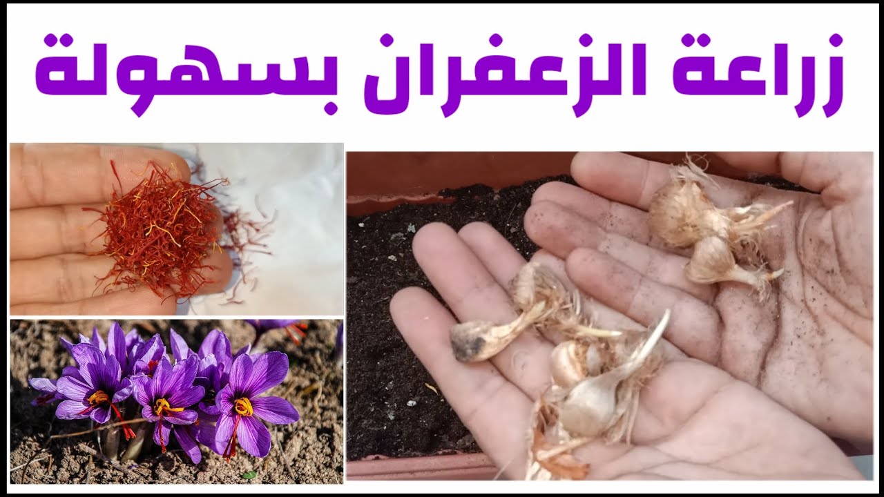 طريقة زراعة الزعفران في المنزل