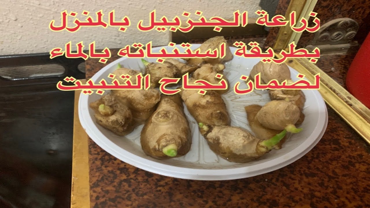 زراعة الزنجبيل في المنزل بالماء