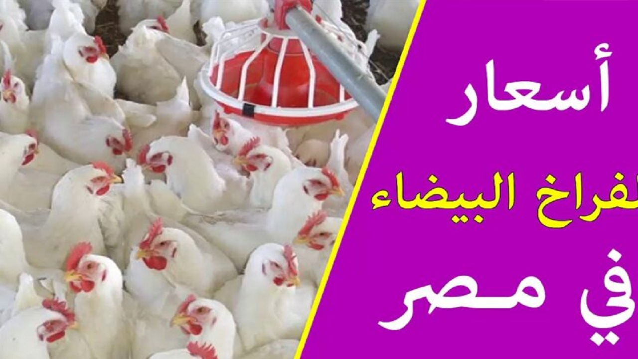 سعر الدواجن اليوم