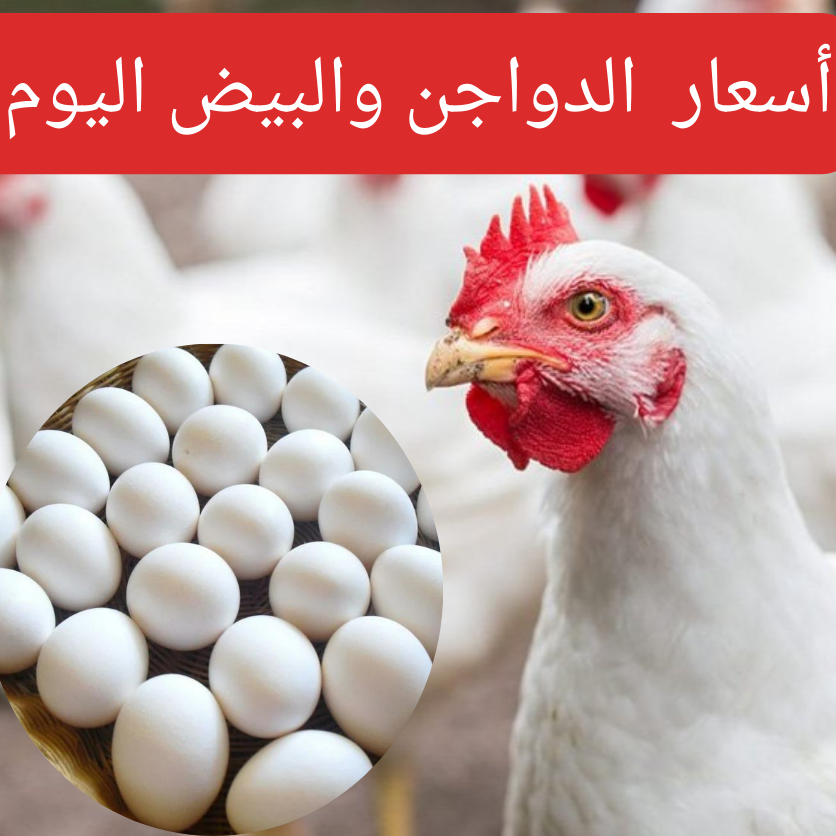 سعر الدواجن اليوم 20240215 093623 0000