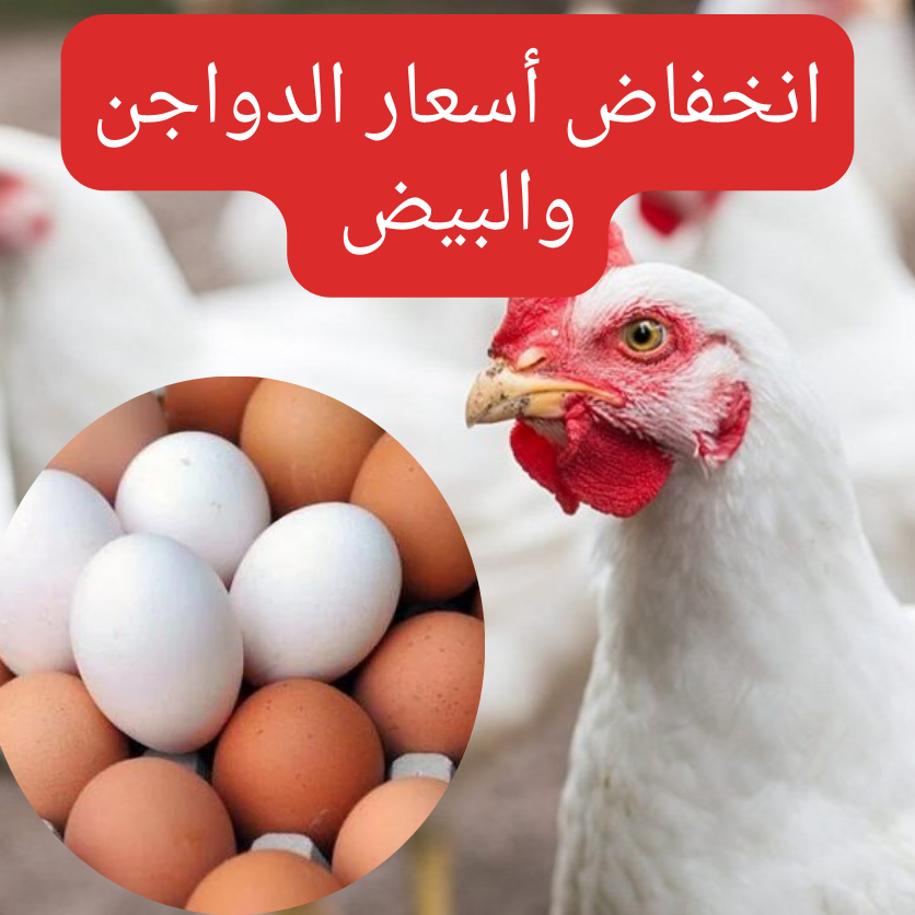 سعر الدواجن اليوم 20240223 113204 0000