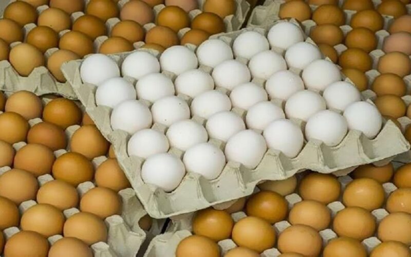 سعر كرتونة البيض في مصر