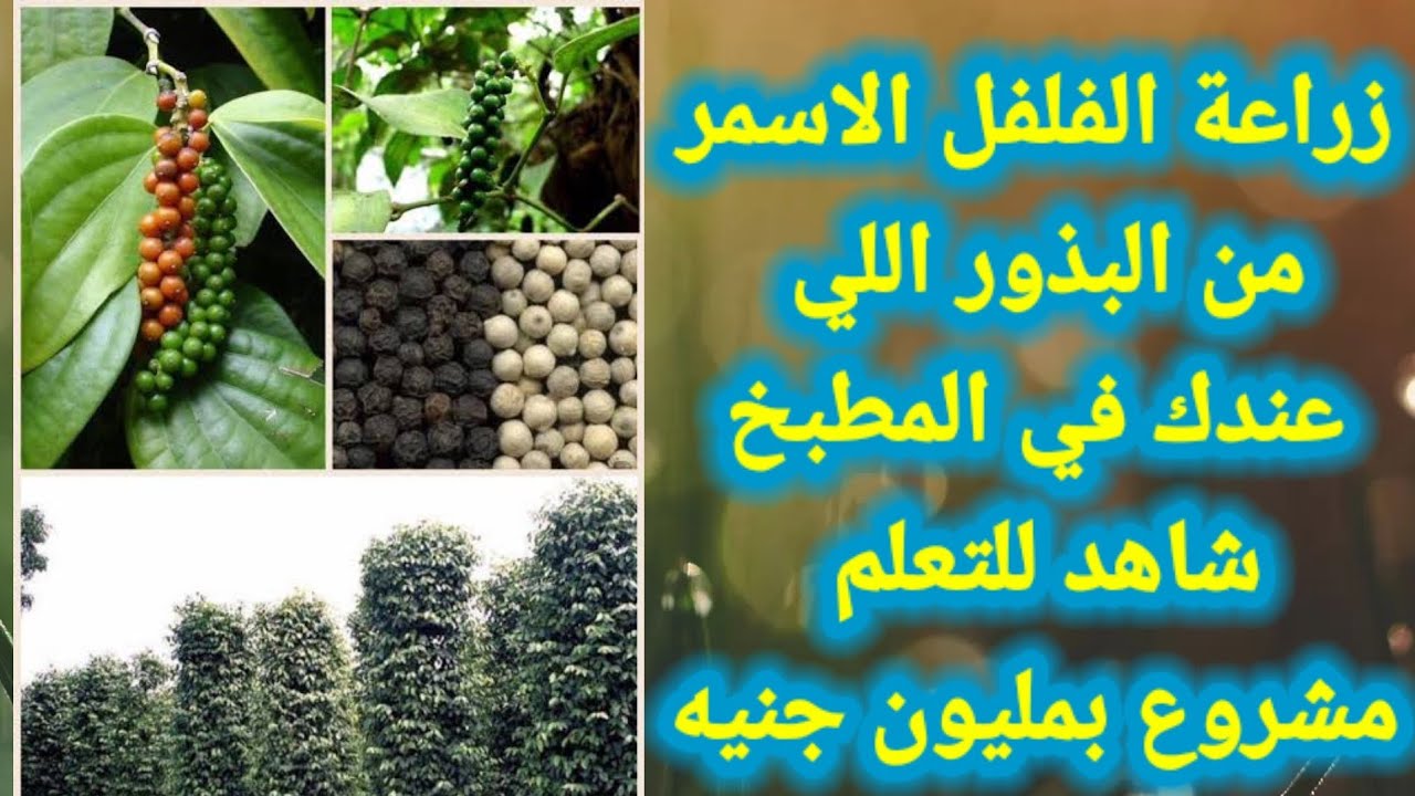 طريقة زراعة الفلفل الأسود في المنزل