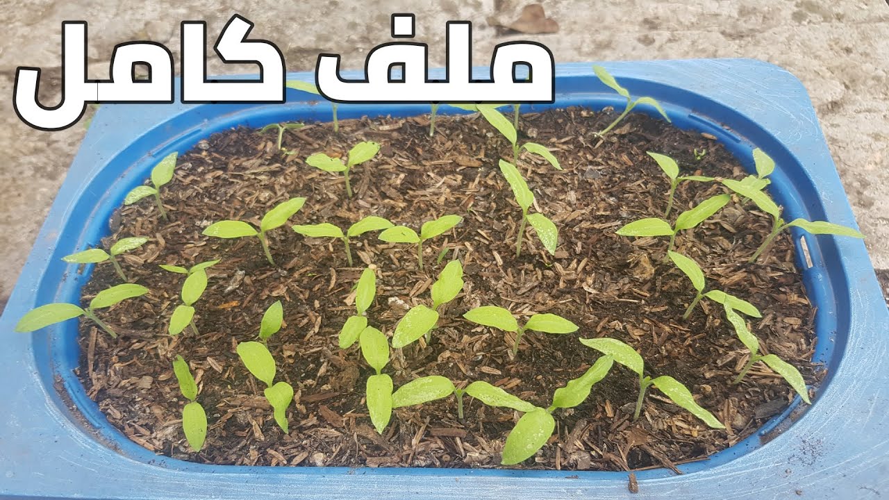 طريقة زراعة الفلفل الحار في كرتونة البيض