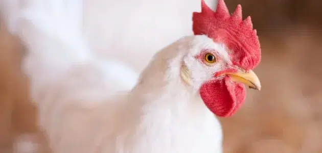 طريقة تربية الفراخ البيضاء في المنزل