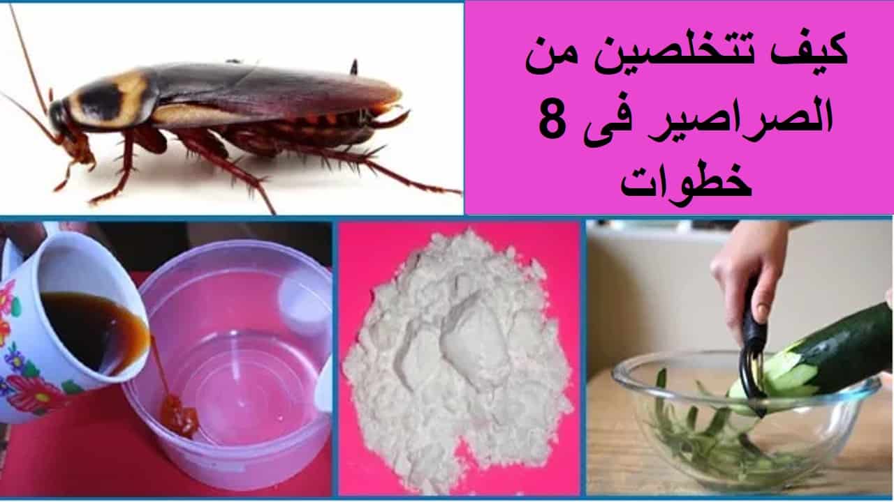 كيفية التخلص من الصراصير 2