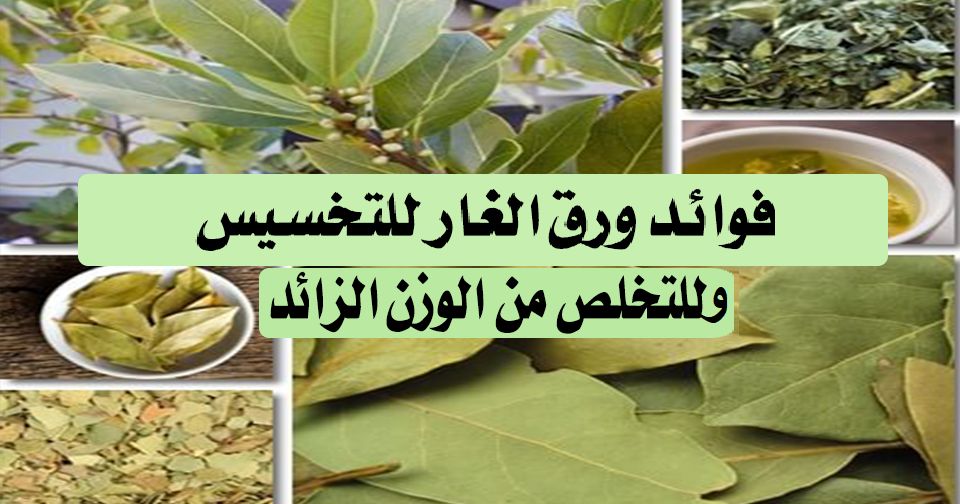 مشروب ورق الغار لإنقاص الوزن