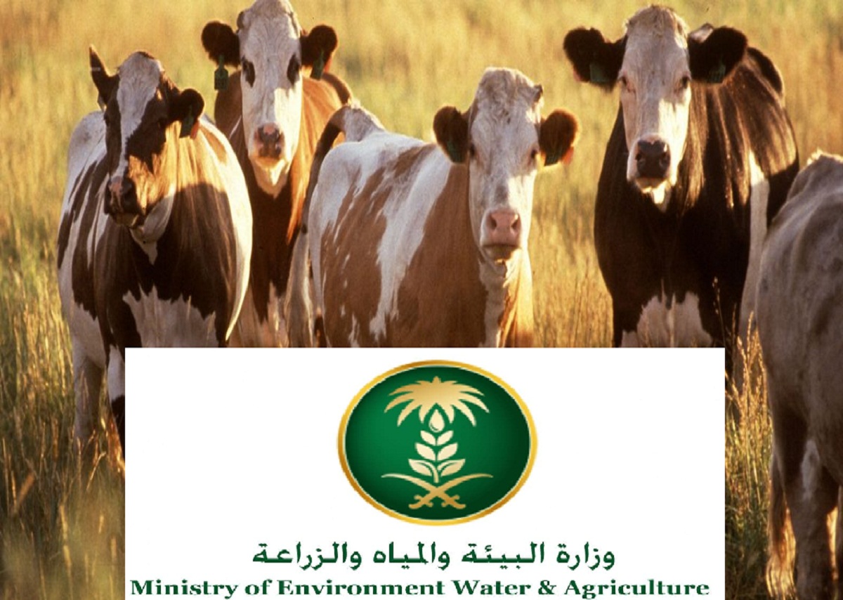 موعد نزول دعم المواشي الجديد 1443