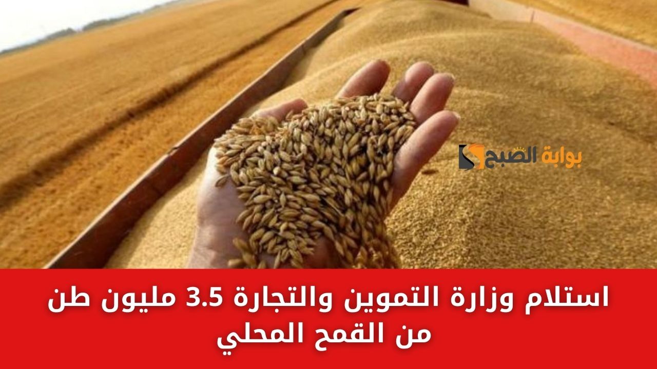 استلام وزارة التموين والتجارة 3.5 مليون طن من القمح المحلي