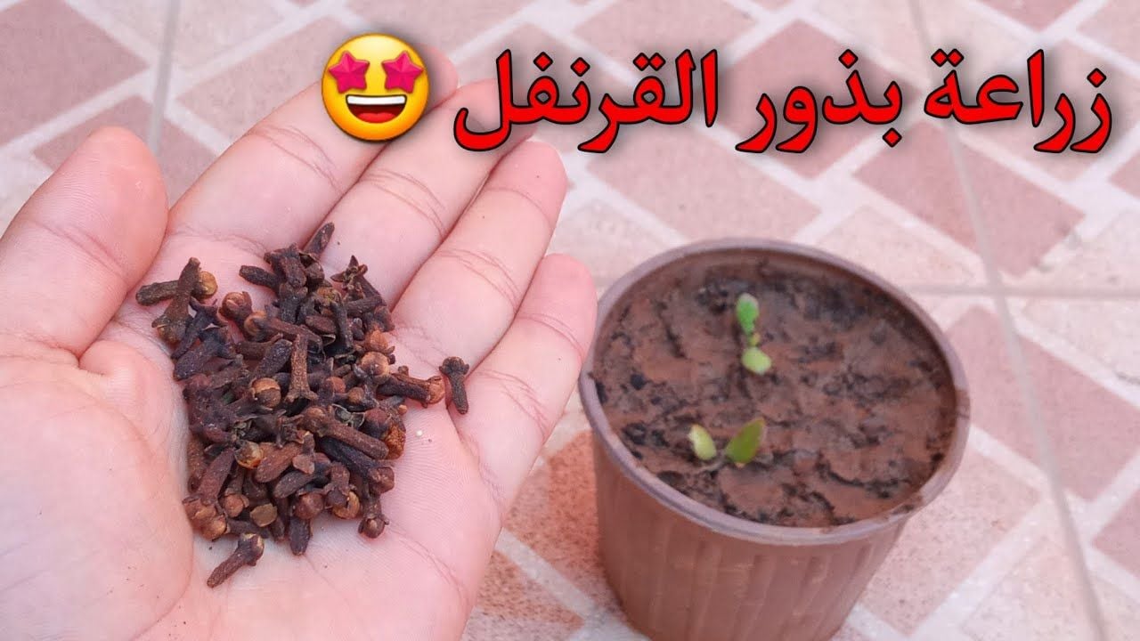 طريقة زراعة القرنفل في المنزل 1 1