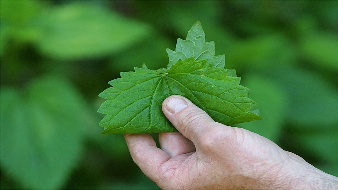 قناع عشبة القراص