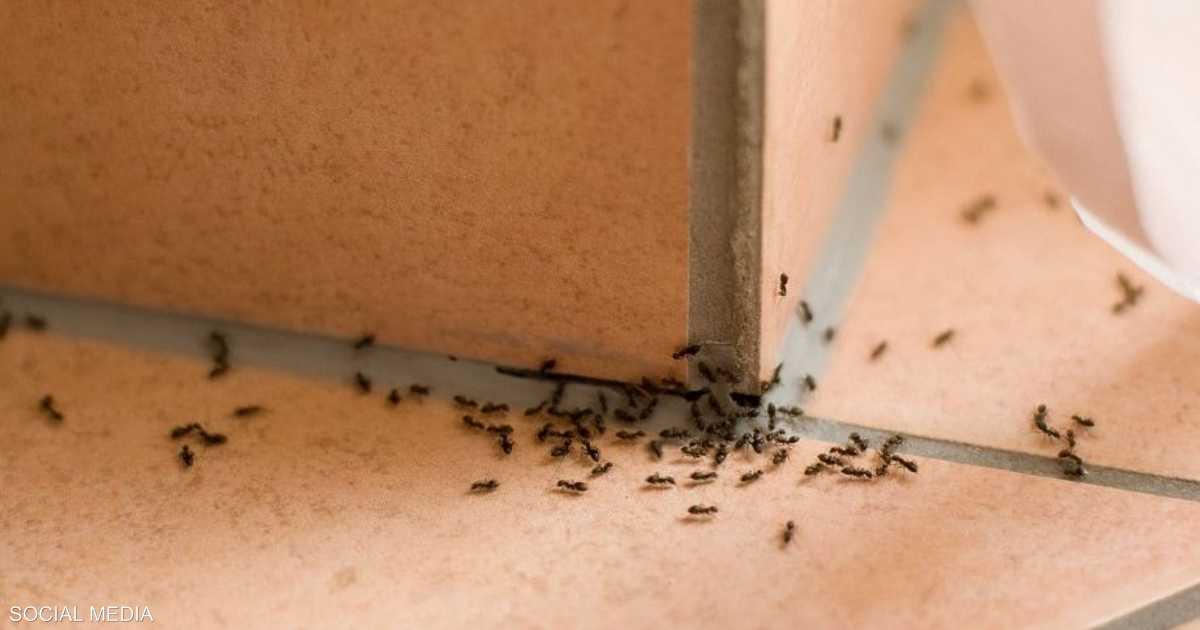 طريقة للتخلص من النمل في المطبخ