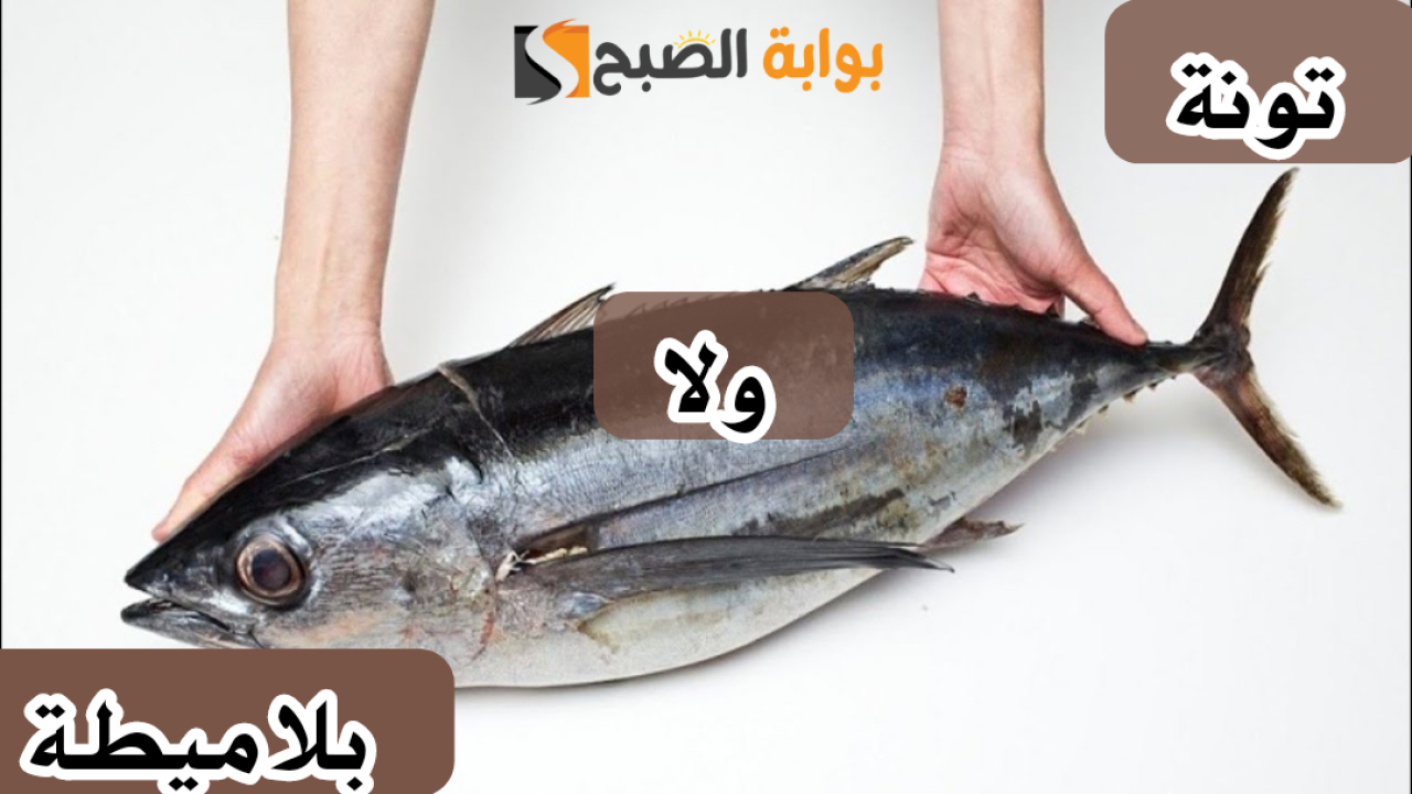 "متخليش السمّاك يضحك عليك".. كيفية التفرقة بين سمك التونة وسمكة البلاميطة للحذر منها أثناء الشراء؟!