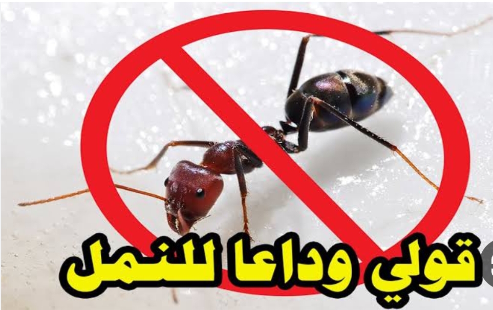 IMG ٢٠٢٣٠٨٠٦ ٠٦٠٨٤٥ 1