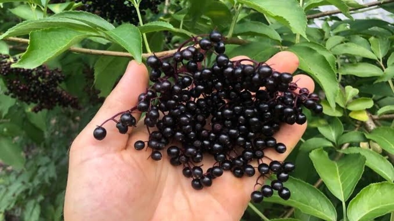 غسول البيلسان للشعر
