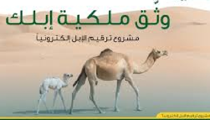 ترقيم الإبل