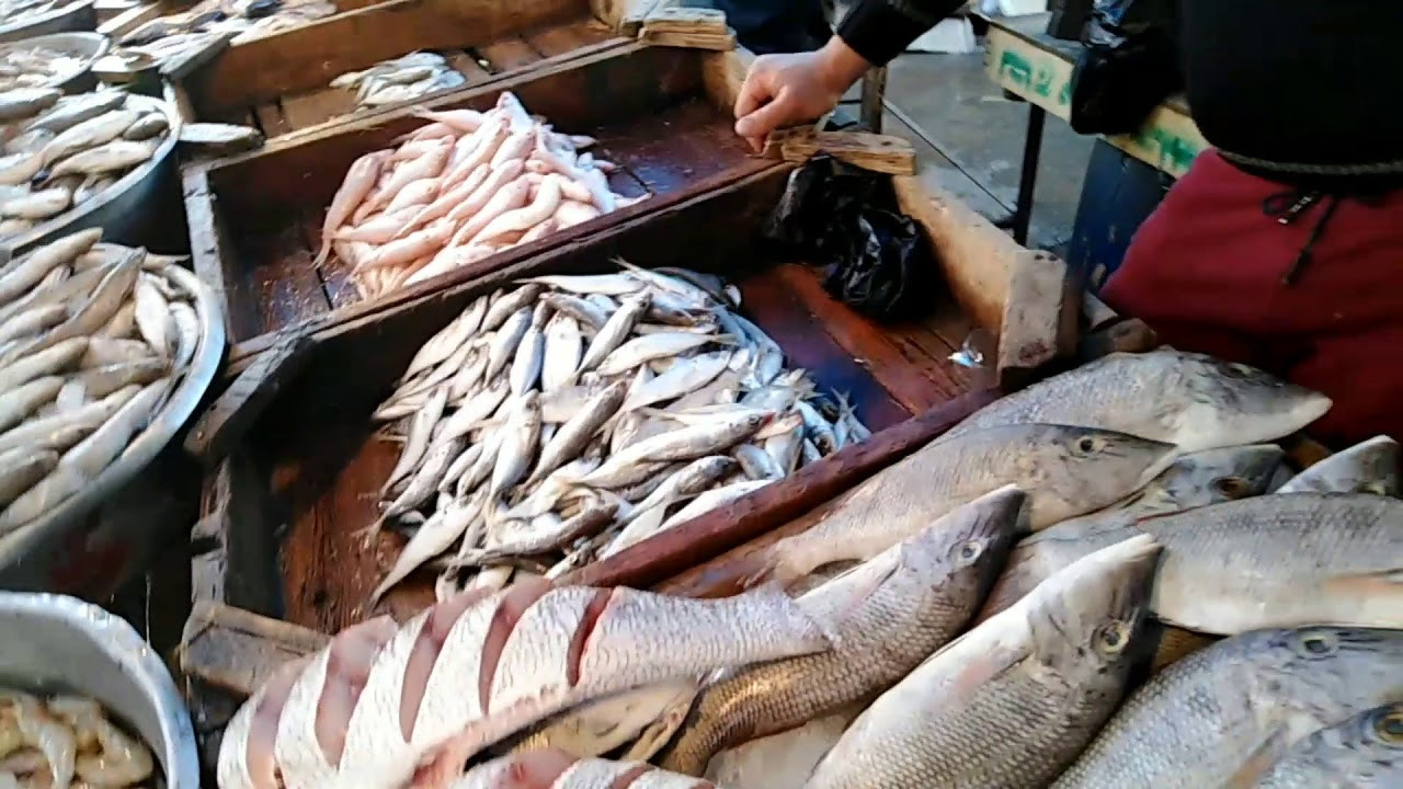 اسعار السمك في مصر
