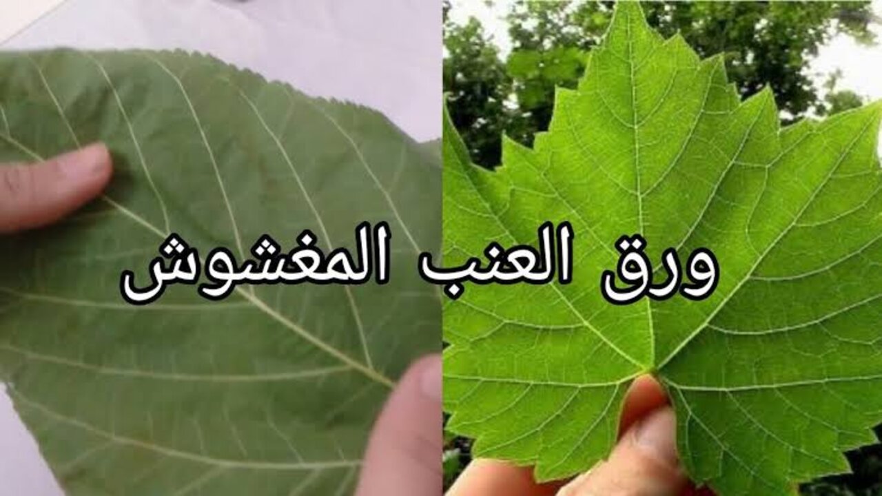 الفرق بين ورق العنب والتوت والفراولة