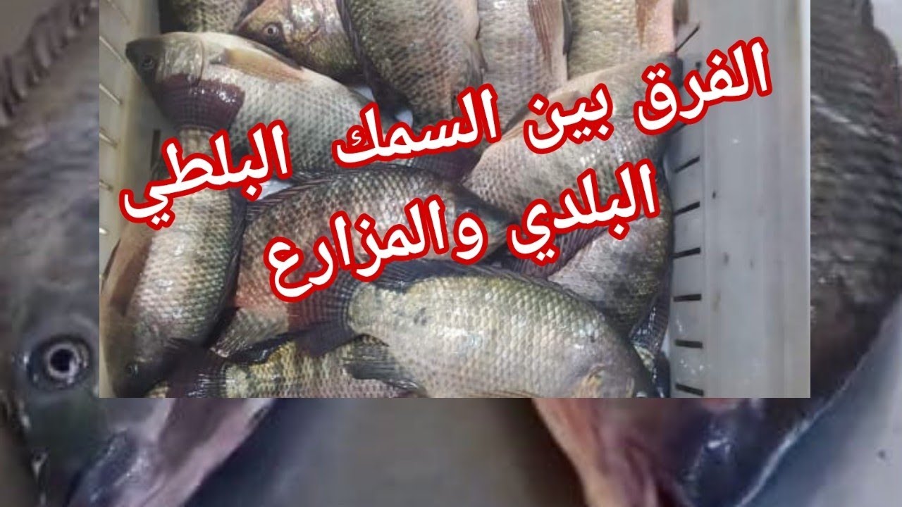 الفرق بين السمك البلطي البلدي والمزارع