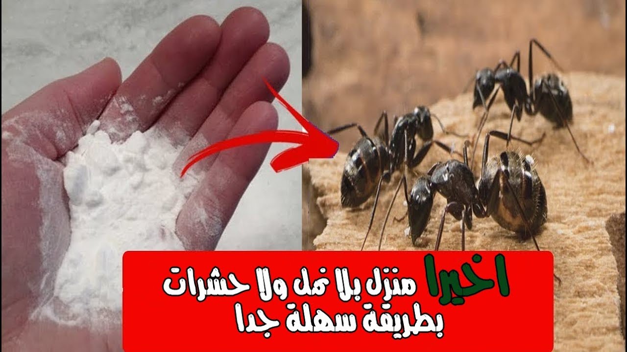 " مش هتشوفي النمل تاني في بيتك" .. طرق فعالة وطبيعية للتخلص من النمل بطريقة سهلة في الصيف