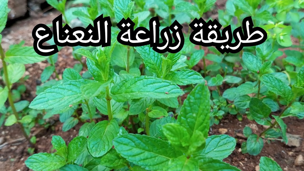 زراعة النعناع