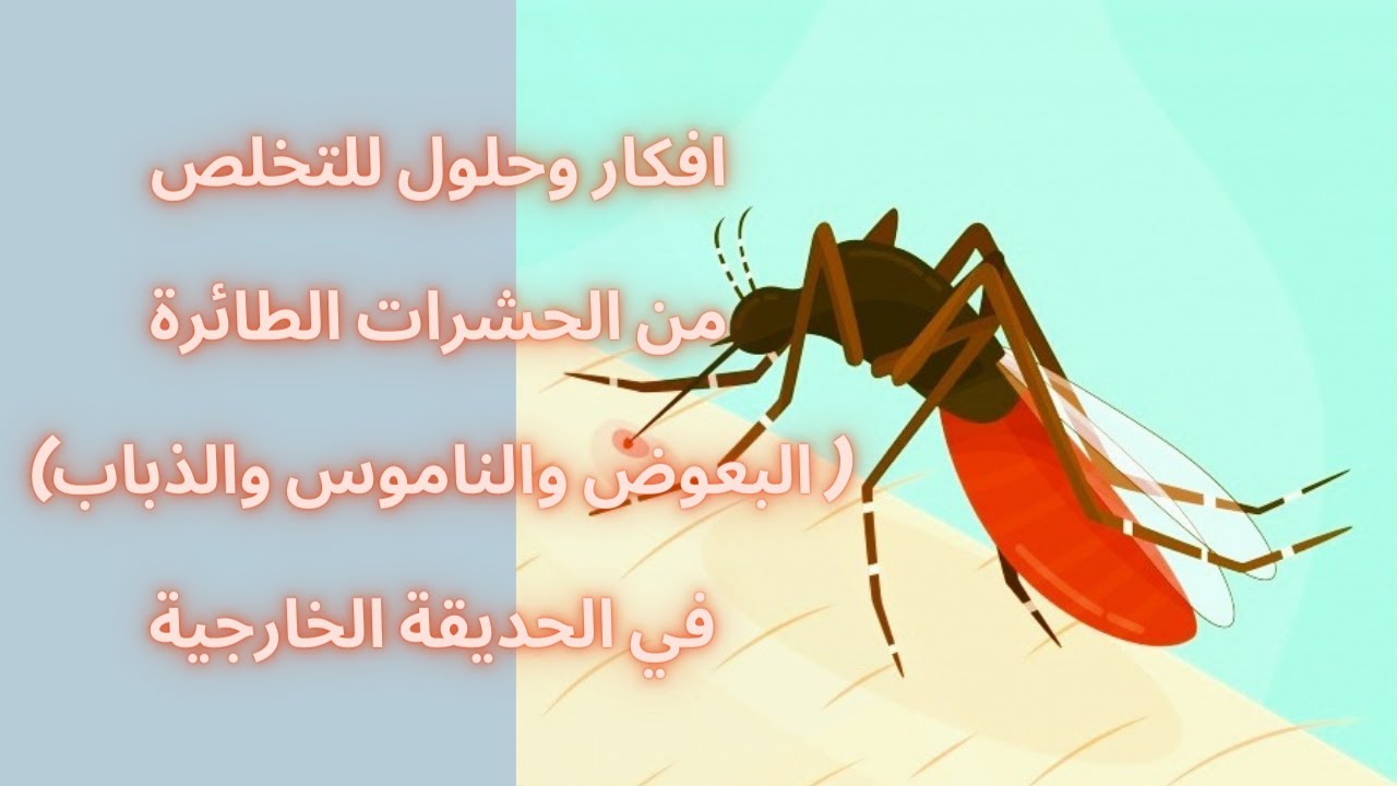 كيفية التخلص من الحشرات في المنزل