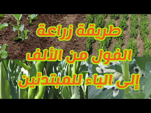 sddefault 22