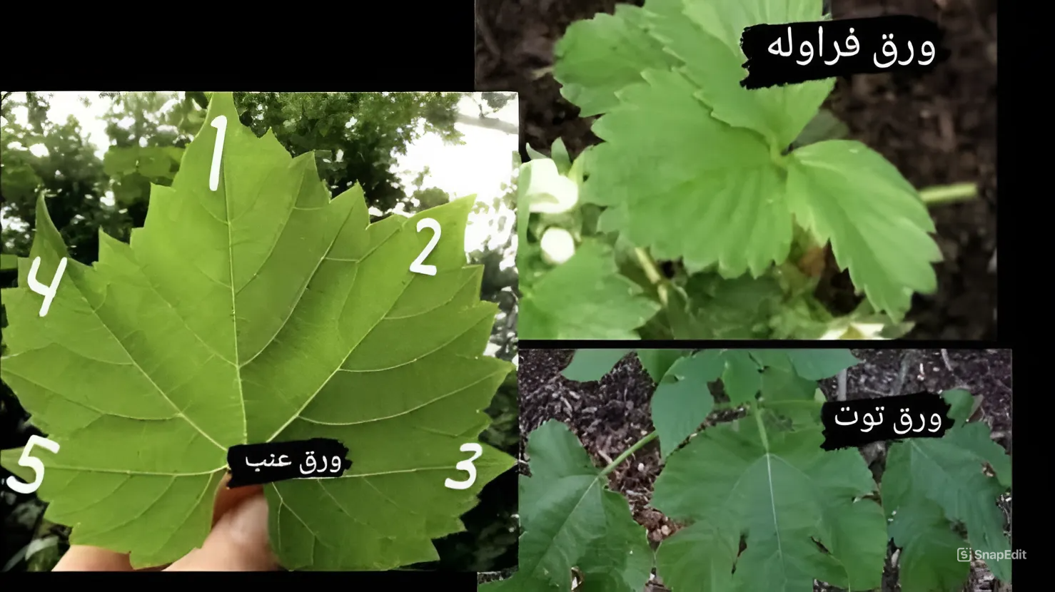 بعد انتشاره في الأسواق.. كيف يمكن التفرقة بين ورق التوت وورق العنب الأصلي