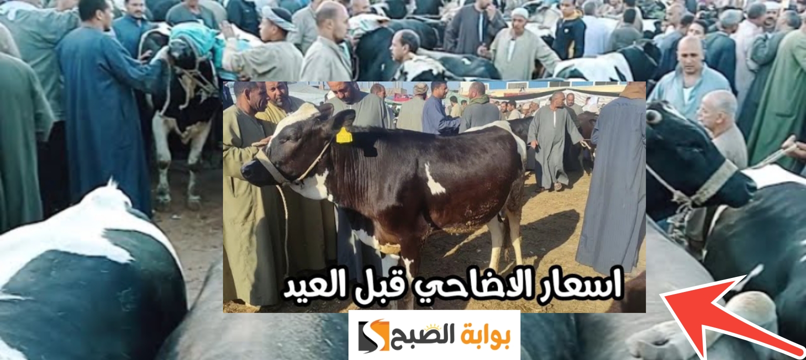 أسعار الأضاحي 2024