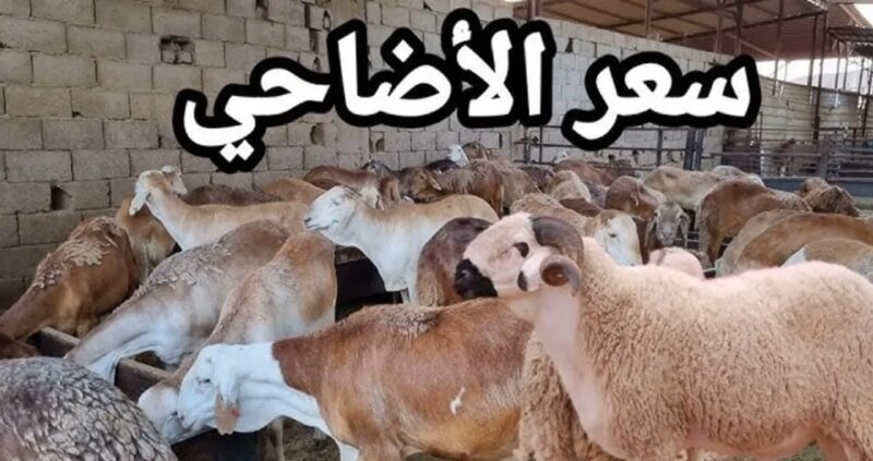 أسعار الأضاحي في السعودية من الأبقار