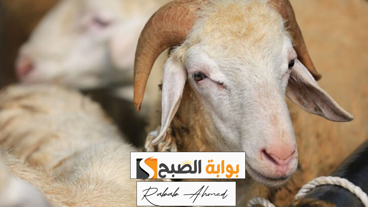 أسعار الأضاحي في السعودية