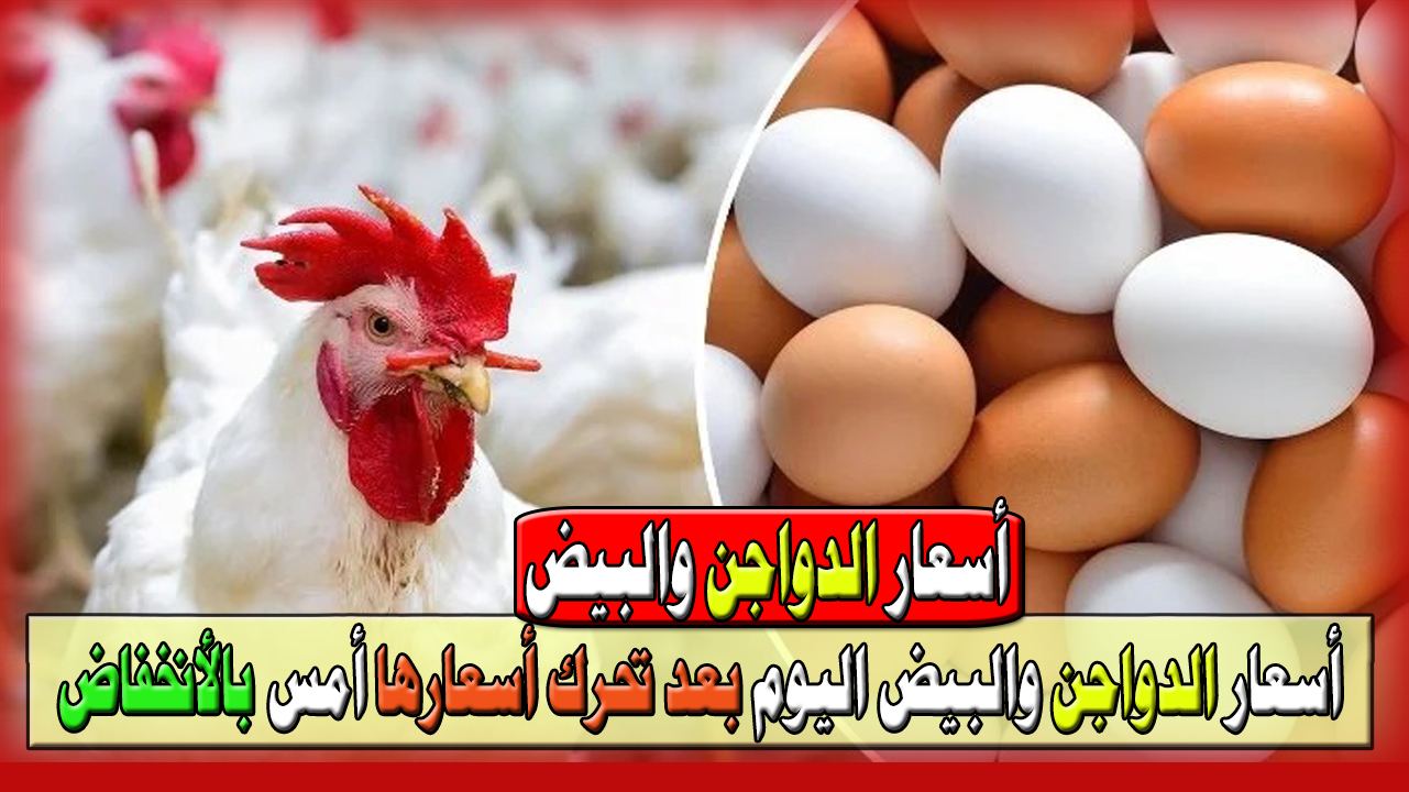 أسعار الدواجن والبيض اليوم 22 مايو 2024