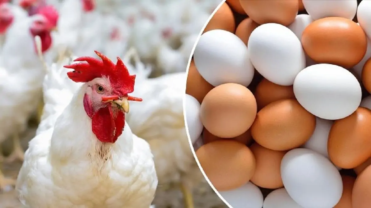 أسعار الدواجن والبيض اليوم الجمعة 31 مايو