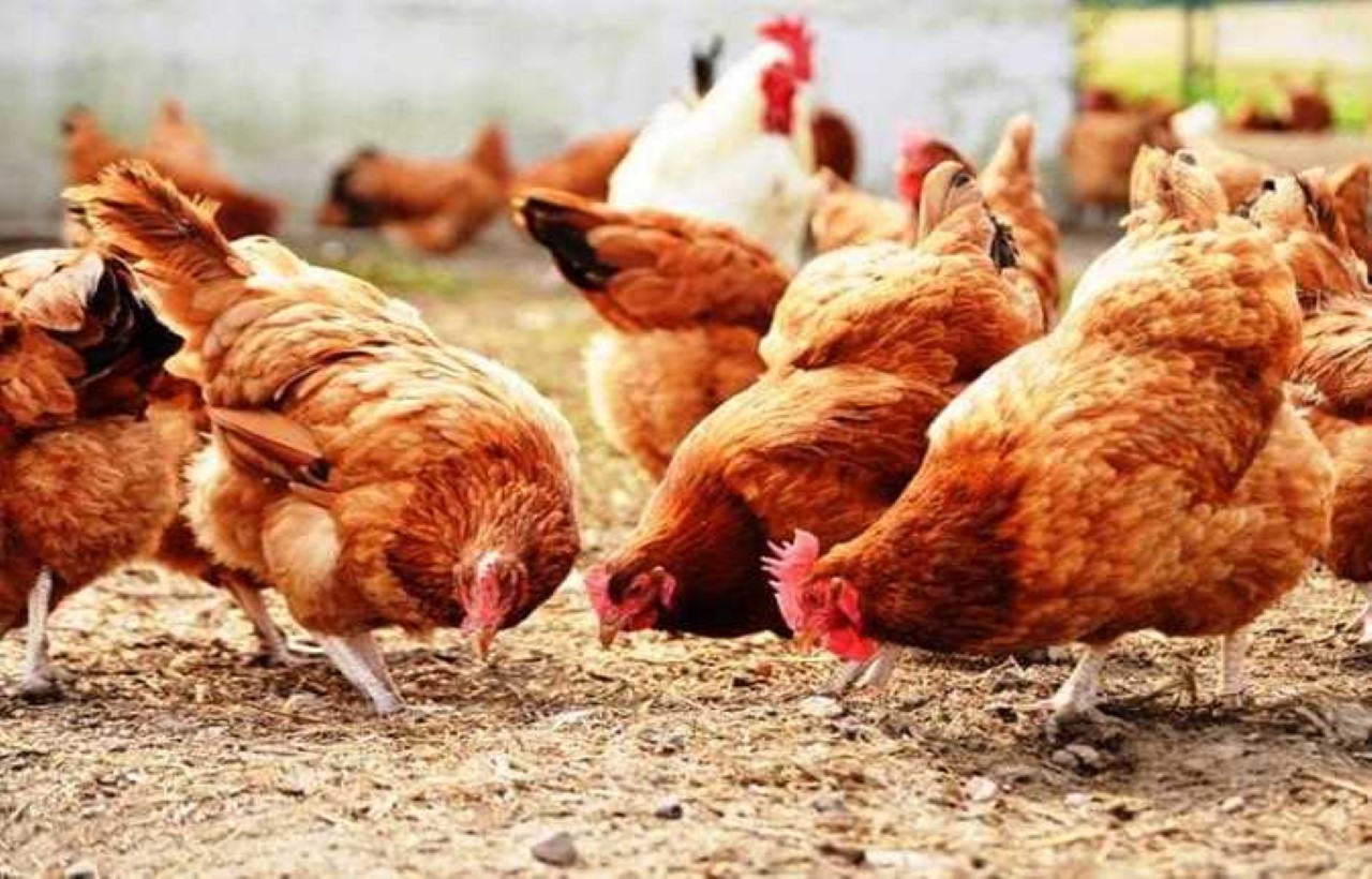 أسعار الفراخ اليوم الخميس 30 مايو بالأسواق