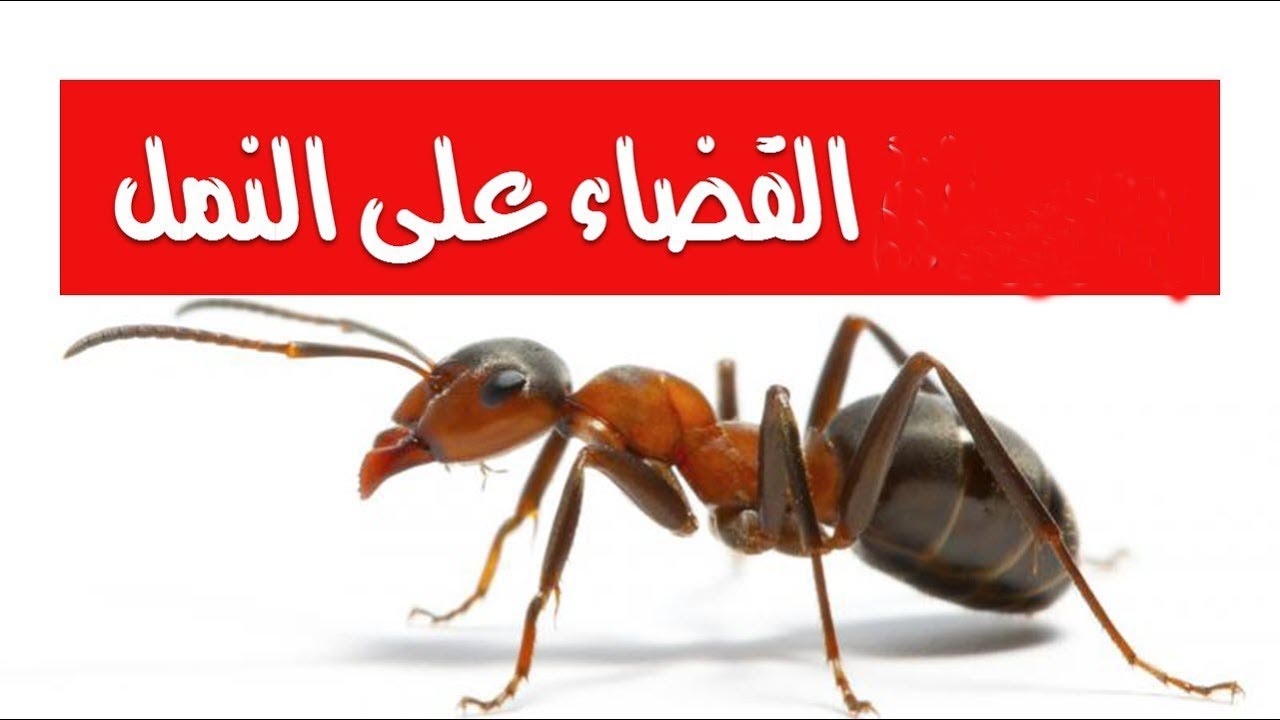 أفضل طريقة للتخلص من النمل