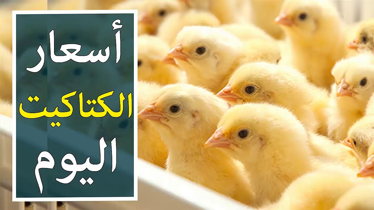 اسعار الكتاكيت والبيض