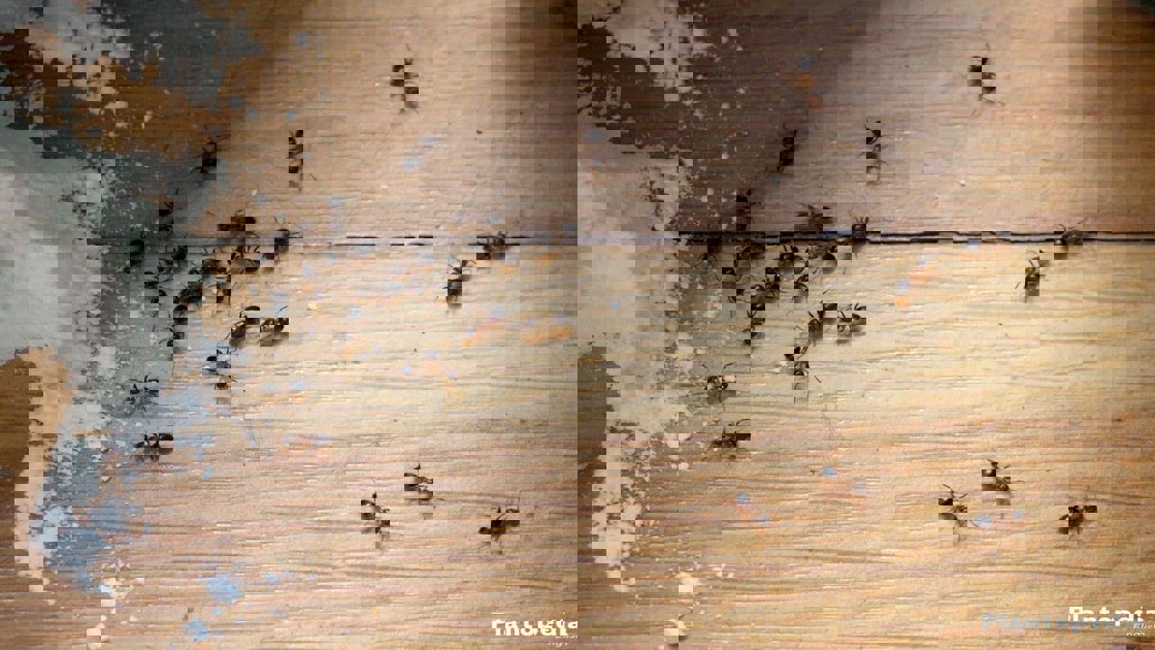 التخلص من النمل في الصيف بشكل نهائي