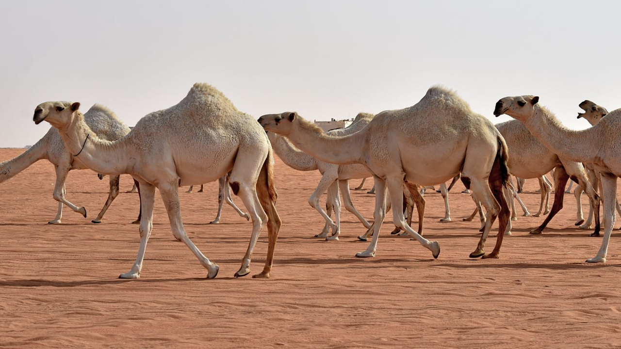 التسجيل في ترقيم الإبل