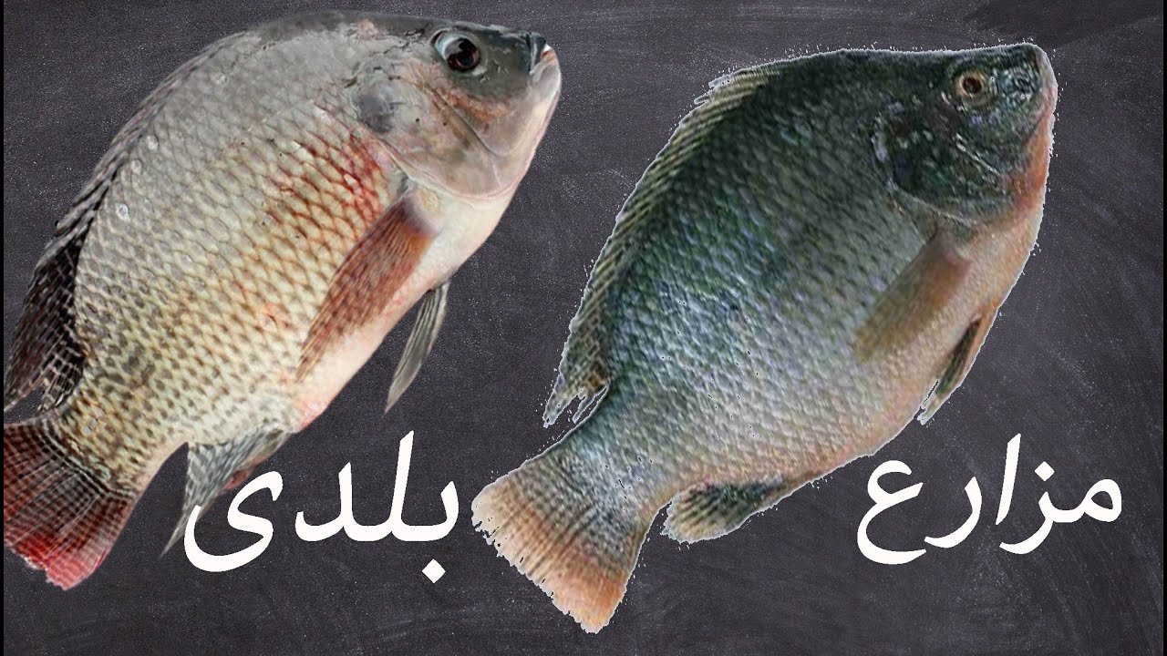 الفرق بين السمك البلطي البلدي والمزارع