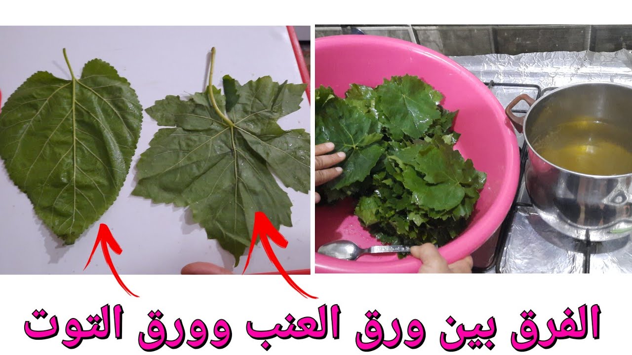 الفرق بين ورق العنب وورق التوت