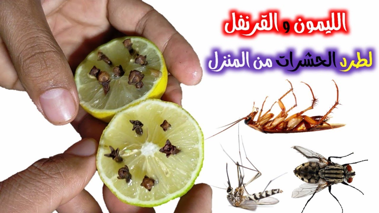 الليمون والقرنفل للتخلص من الناموس