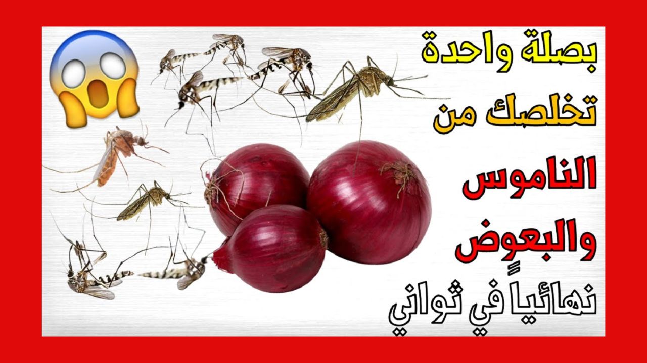  بصلة ومسمار للتخلص من النمل والذباب والحشرات