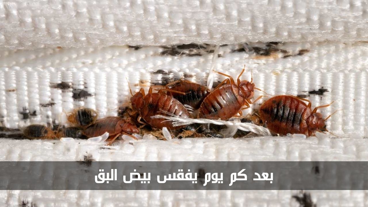 بعد كم يوم يفقس بيض البق