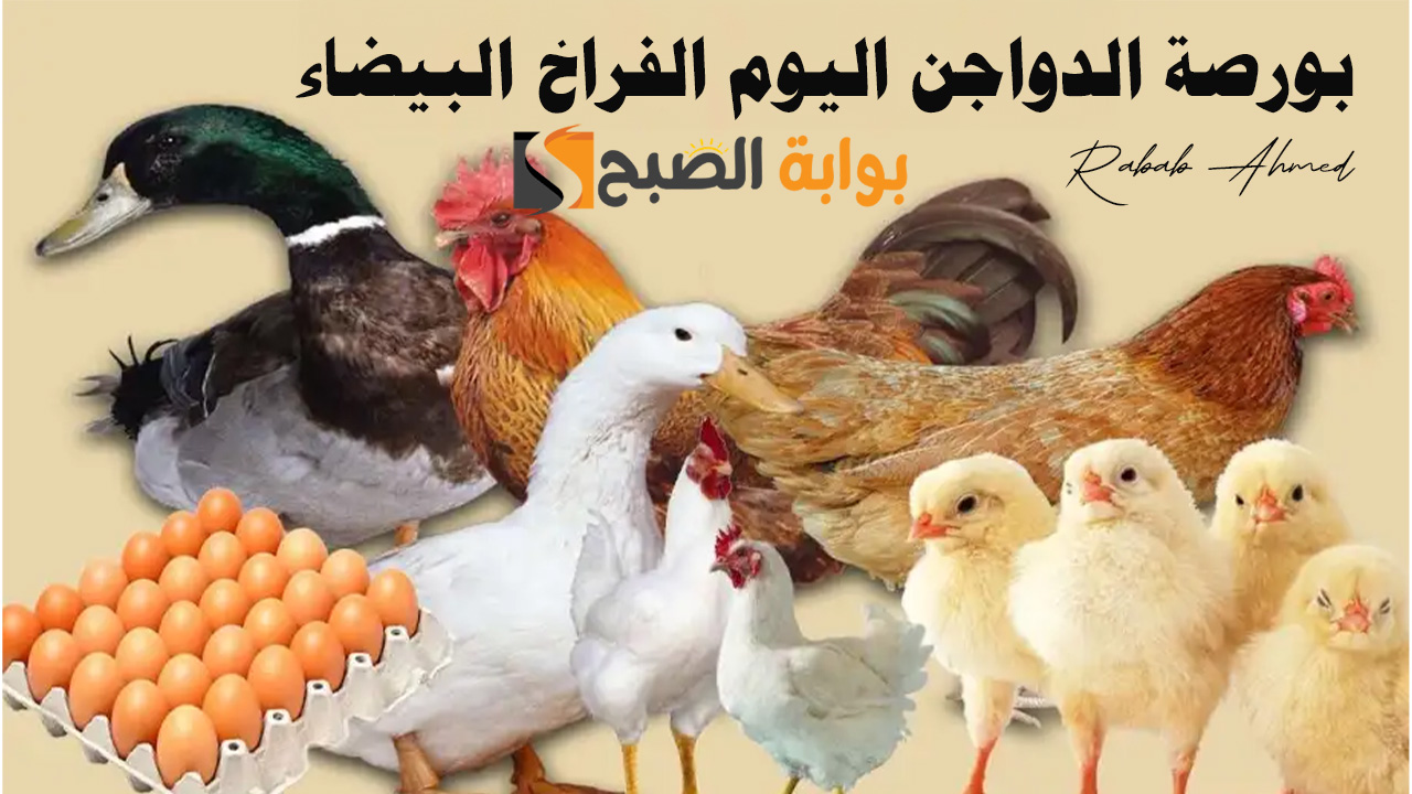 بورصة الدواجن اليوم الفراخ البيضاء
