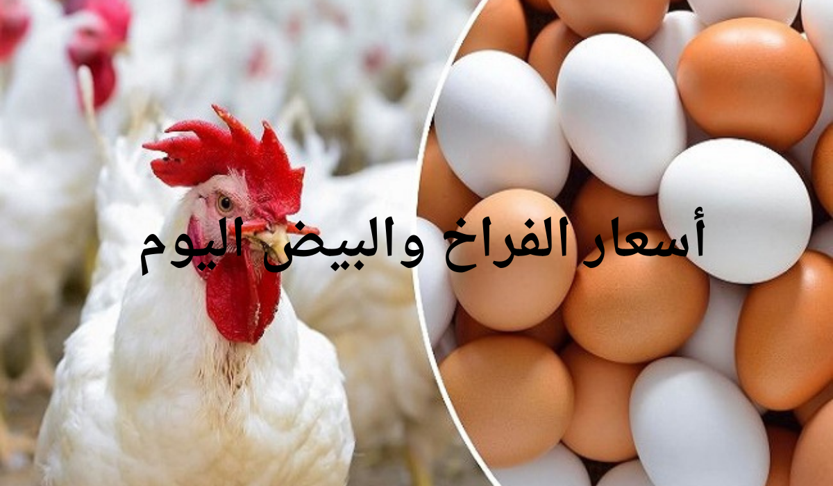 أسعار الفراخ اليوم الأربعاء