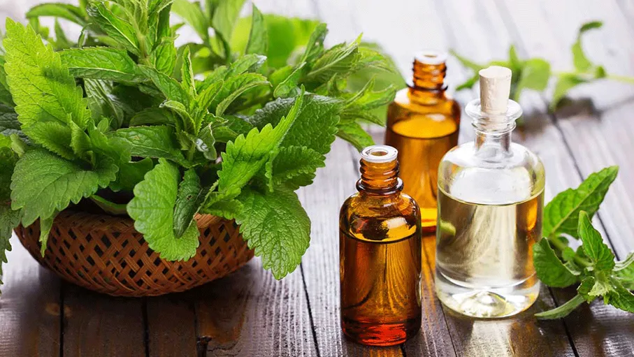 طرق طبيعية للتخلص من الناموس في الصيف