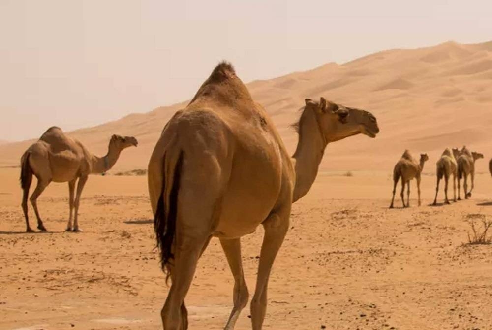 خطوات التسجيل في خدمة ترقيم الإبل في السعودية 2024