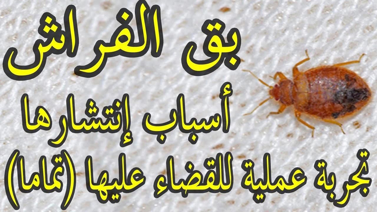 خلطة سحرية لطرد البق من البيت بمكونات على قد الايد